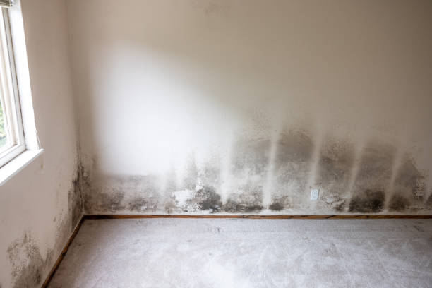 Best Residential Mold Inspection & Testing  in Northlake, SC